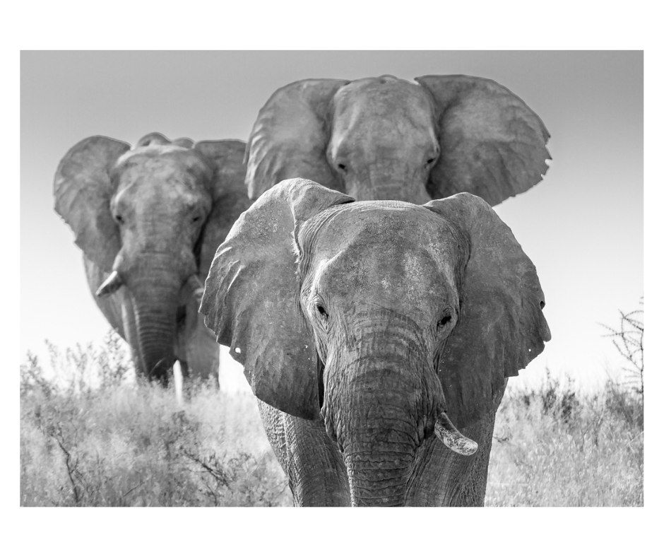 tre elefanti a Etosha
